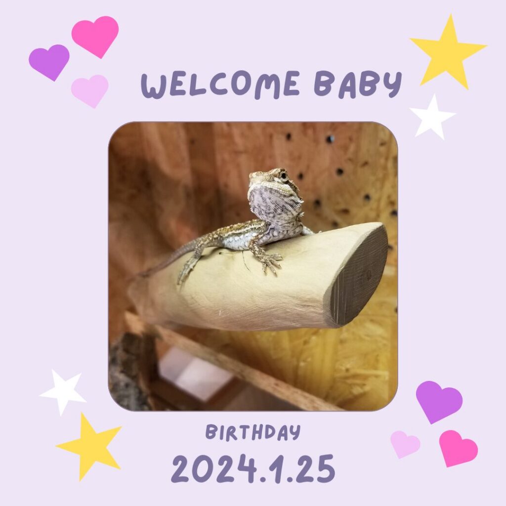 看板ペット